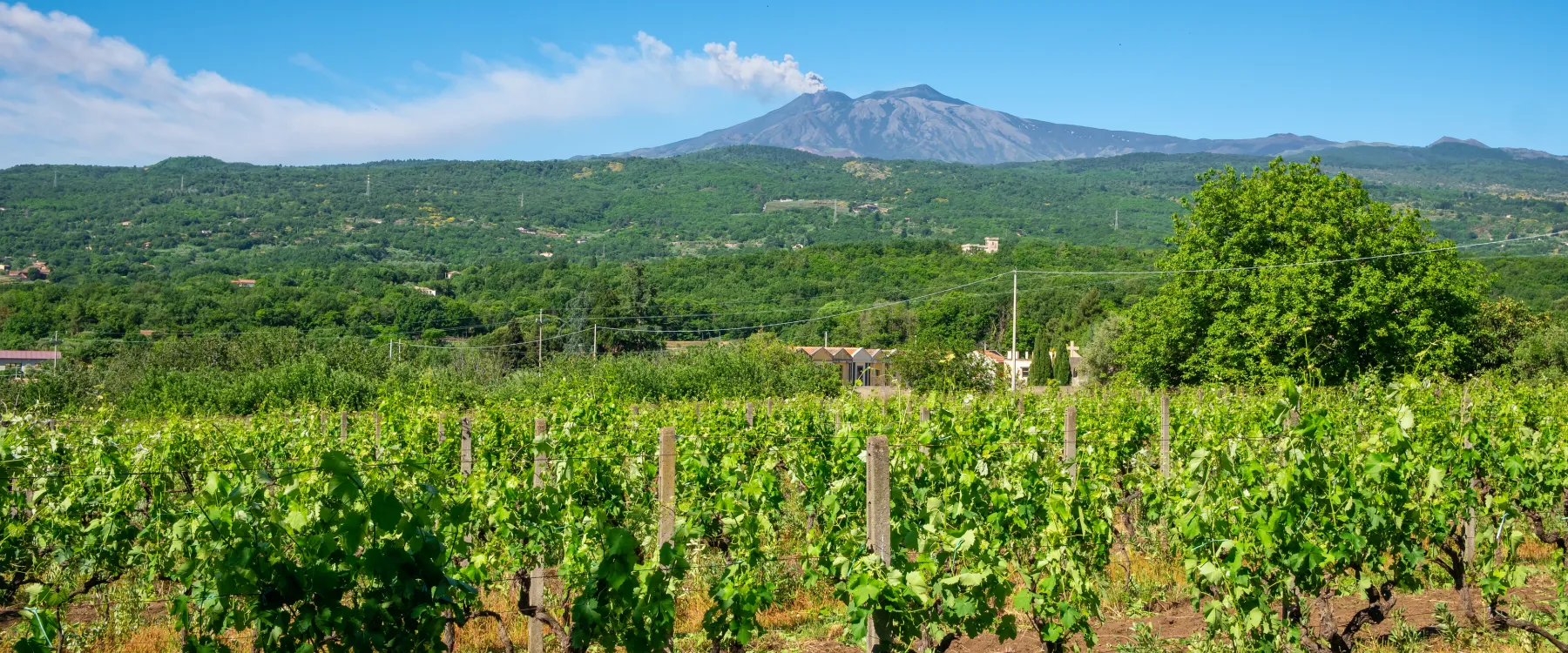 Sicilia: vigneti e vulcano Etna sullo sfondo