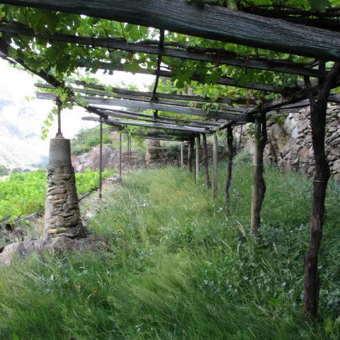 Vigneto terrazzato con muri a secco