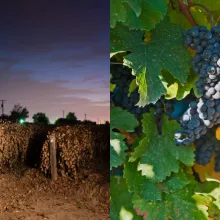 vendemmia manuale e meccanica