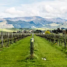 Marlborough New Zealand vineyard